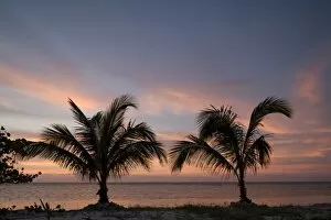 Images Dated 18th April 2007: Cayman Islands, Little Cayman Island, Silhouette of palm trees as sunset lights clouds