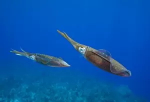 Images Dated 18th April 2007: Cayman Islands, Little Cayman Island, Underwater view Caribbean Reef Squid (Sepioteuthis