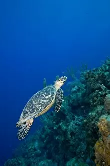 Images Dated 18th April 2007: Cayman Islands, Little Cayman Island, Underwater view of Hawksbill Turtle (Eretmochelys