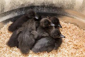 Cayuga ducklings huddled together under a heat lamp for warmth