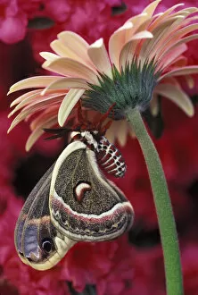 Images Dated 9th May 2007: Cecropia on gerbera, pink azalea background. Credit as: Nancy Rotenberg / Jaynes