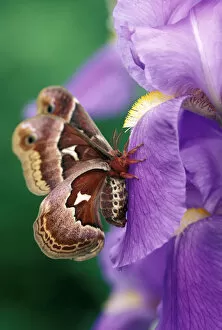 Images Dated 10th March 2007: Cecropia Moth on Iris in Garden. Credit as: Nancy Rotenberg / Jaynes Gallery / DanitaDelimont
