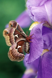 Cecropia Moth on Iris in Garden. Credit as: Nancy Rotenberg / Jaynes Gallery / DanitaDelimont