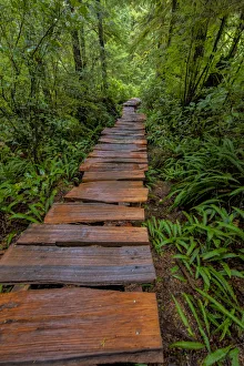 Hiking Prints: Cedar plank boardwalk through old growth cedar forest on Meares Island near Tofino