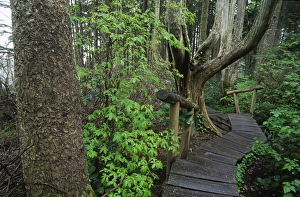 Winding Prints: Cedar Plank Boardwalk Trail to Cape Flattery, Olympic National Park; Washington; US