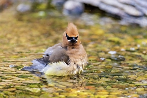 Images Dated 10th June 2024: Cedar waxwing bathing, Marion County, Illinois