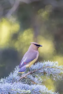 Nature Prints: Cedar waxwing in blue atlas cedar tree, Marion County, Illinois