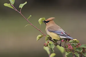 Images Dated 23rd June 2016: Cedar Waxwing on a blueberry bush