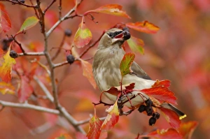 Cedar Waxwing, Bombycilla cedrorum, young on hawthorn with fallcolors, Grand Teton NP
