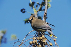 Waxwing Prints: Cedar Waxwing, Bombycilla cedrorum