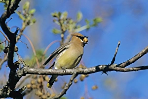 Cedar Waxwing, Bombycilla cedrorum, adult on Chinaberry Tree (Melia azedarach), New Braunfels