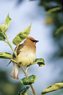 Waxwing Prints: Cedar Waxwing (Bombycilla cedrorum) in Apple tree, Marion Co. IL