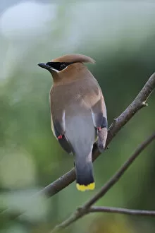 Images Dated 10th May 2004: Cedar Waxwing Bombycilla cedrorum Cedar WaxwingBombycilla cedrorum