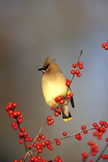 Cedar Waxwing (Bombycilla cedrorum) in Common Winterberry (Ilex verticillata), Marion Co