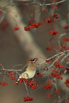 Images Dated 22nd December 2015: Cedar Waxwing (Bombycilla cedrorum) eating hawthorn berry Sangomon Co. IL