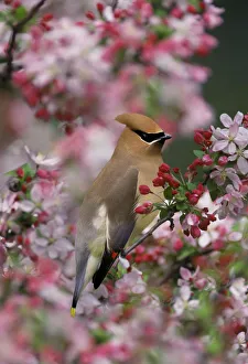 Cedar Waxwing among crabapple blossoms, Bombycilla cedrorum
