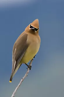 Images Dated 6th June 2007: Cedar Waxwing, a curious stare
