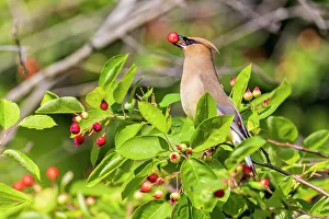 Silky Prints: Cedar Waxwing eating Serviceberries, Marion County, Illinois