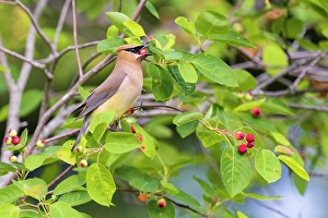 Images Dated 10th June 2024: Cedar waxwing eating serviceberry, Marion County, Illinois
