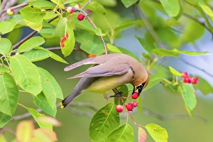 Images Dated 10th June 2024: Cedar waxwing eating serviceberry, Marion County, Illinois