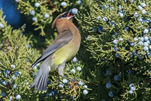 Berry Prints: Cedar waxwing feasting on juniper berries in the high desert country southeastern Oregon