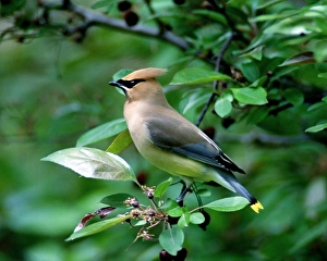 Song Bird Prints: Cedar Waxwing perched on a branch