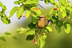 Images Dated 10th June 2024: Cedar waxwing in serviceberry bush, Marion County, Illinois