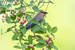 Prints of Cedar waxwing in serviceberry, Marion County, Illinois Images Dated 2019 May: Cedar waxwing in serviceberry, Marion County, Illinois