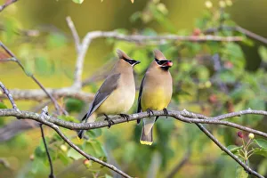 Couple Prints: Cedar Waxwings (Bombycilla cedrorum) exchanging berry in Serviceberry Bush
