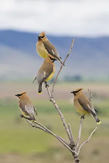 Images Dated 22nd January 2021: Cedar waxwings, spring migration
