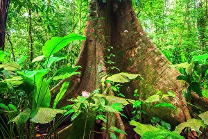 Costa Rica Prints: Ceiba tree, Carara National Park, Puntarenas Province, Costa Rica