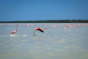 Flamingo Prints: Celestun, Yukatan, Mexico