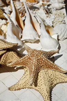 Starfish Prints: Celestun, Yukatan, Mexico