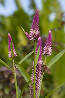 Celosia argentea cristata flower, blooms in the Amazon, also commonly known as Cramer s