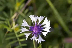 Herbal Prints: Centaurea cyanus. Cornflower, also known as Bachelors Buttons