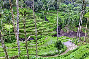 Images Dated 5th January 2023: The center of the island of Bali is Ubud with the magical rice terraces