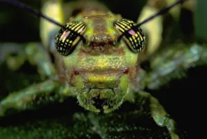Animal Head Prints: Central America