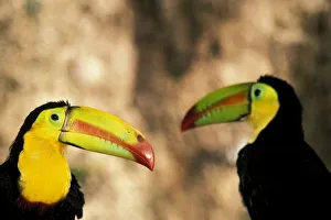 Central America