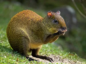 Rodent Prints: Central America Agouti, Bosque del Paz, Costa Rica