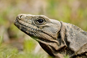 Images Dated 18th April 2011: Central America, Belize