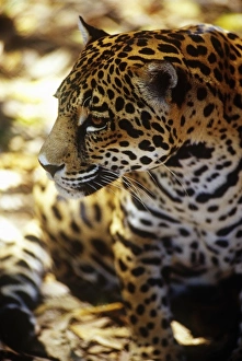 Images Dated 23rd August 2012: Central America, Belize