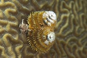 Images Dated 27th December 2010: Central America, Belize