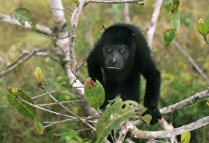 Central America, Belize