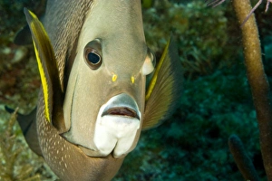 Central America, Belize