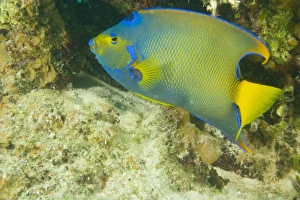 Central America, Belize