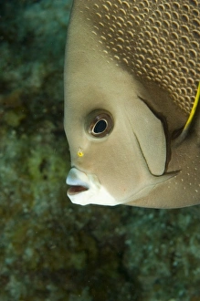 Images Dated 6th May 2004: Central America, Belize