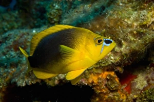 Images Dated 9th May 2004: Central America, Belize