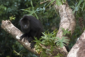 Central America, Belize