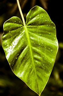 Images Dated 22nd April 2011: Central America, Belize
