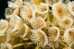 Central America, Belize